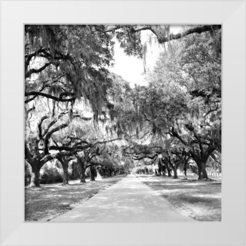 Charleston Oaks Sq. X White Modern Wood Framed Art Print by Hausenflock, Alan