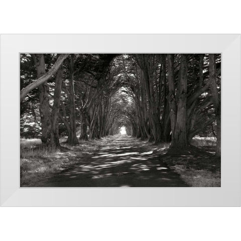 Point Reyes II White Modern Wood Framed Art Print by Johnson, George