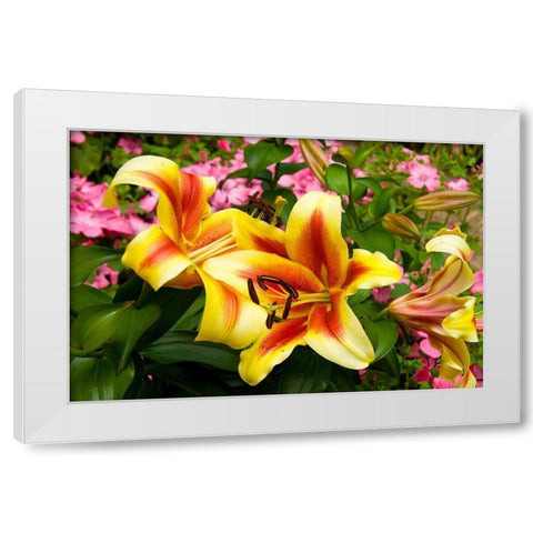 Yellow Lilies White Modern Wood Framed Art Print by Johnson, George