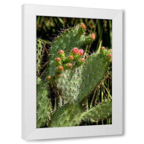 Cactus Flowers II White Modern Wood Framed Art Print by Johnson, George