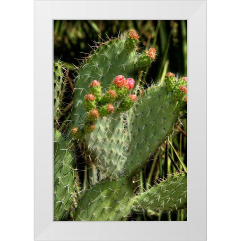 Cactus Flowers II White Modern Wood Framed Art Print by Johnson, George