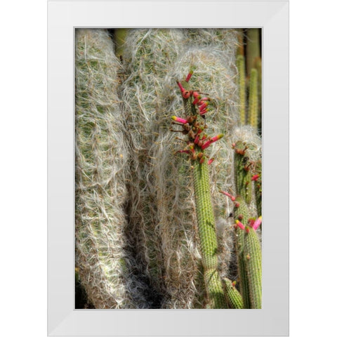 Cactus Flowers IV White Modern Wood Framed Art Print by Johnson, George