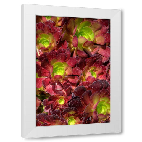 Green in Red Flower White Modern Wood Framed Art Print by Johnson, George