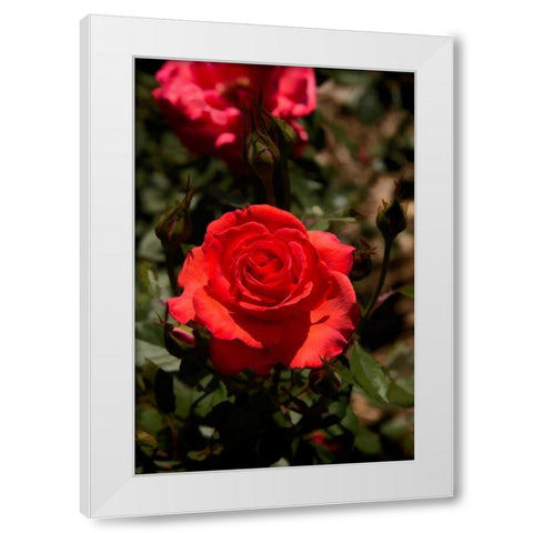 Red Rose White Modern Wood Framed Art Print by Johnson, George