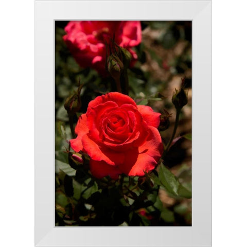 Red Rose White Modern Wood Framed Art Print by Johnson, George