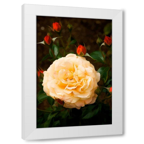 Yellow Rose White Modern Wood Framed Art Print by Johnson, George