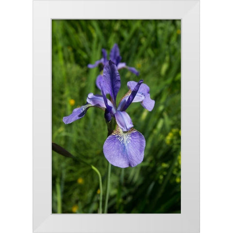 Blue Iris White Modern Wood Framed Art Print by Johnson, George
