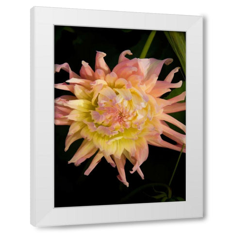 Pink and Yellow Dahlia White Modern Wood Framed Art Print by Johnson, George