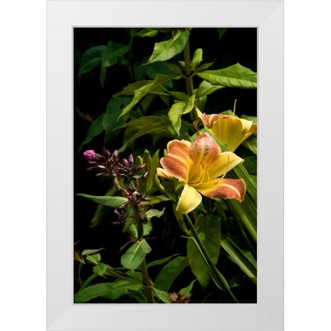 Pink and Yellow Lily White Modern Wood Framed Art Print by Johnson, George