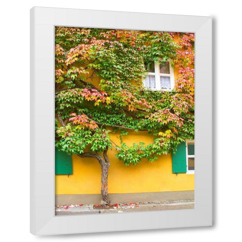 Augsburg Tree and Windows White Modern Wood Framed Art Print by Johnson, George