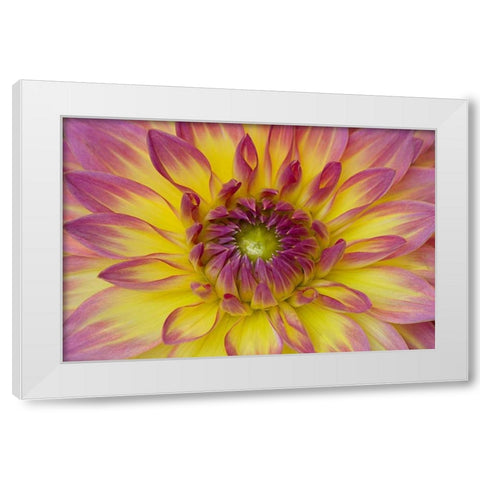 Purple and Yellow Dahlia White Modern Wood Framed Art Print by Johnson, George