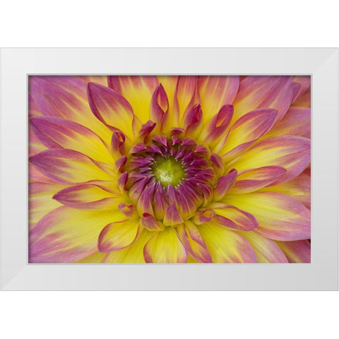 Purple and Yellow Dahlia White Modern Wood Framed Art Print by Johnson, George