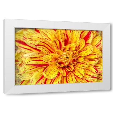 Red Striped Dahlia White Modern Wood Framed Art Print by Johnson, George