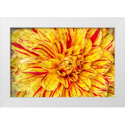 Red Striped Dahlia White Modern Wood Framed Art Print by Johnson, George