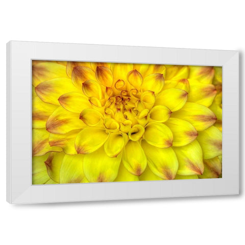 Red Tip Dahlias White Modern Wood Framed Art Print by Johnson, George