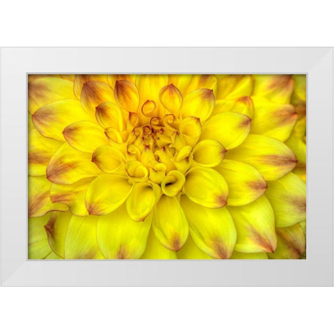 Red Tip Dahlias White Modern Wood Framed Art Print by Johnson, George