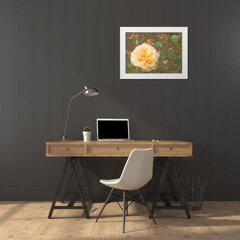 Christchurch Yellow Roses White Modern Wood Framed Art Print by Johnson, George