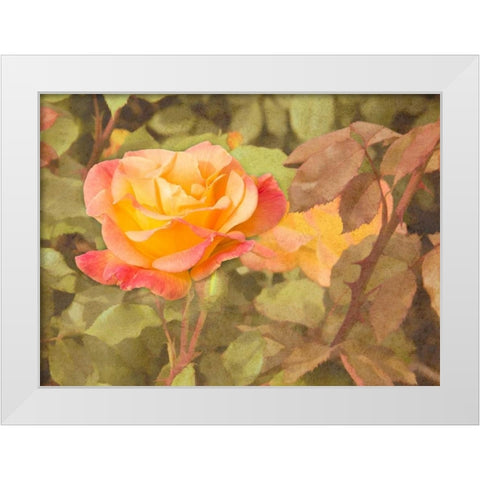 Sunset Rose White Modern Wood Framed Art Print by Johnson, George
