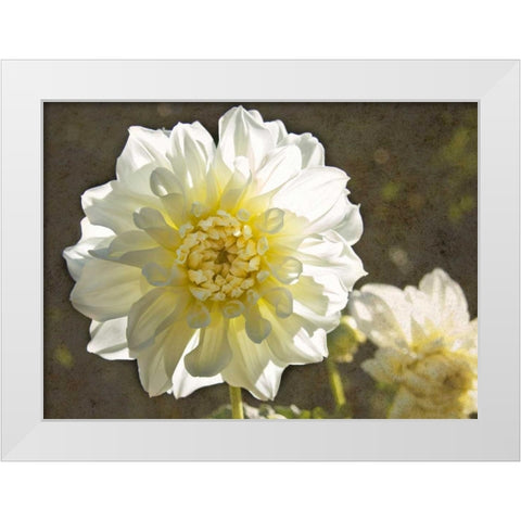 Kaleidoscope Dahlia White Modern Wood Framed Art Print by Johnson, George