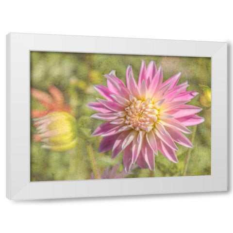 Garden Dahlias White Modern Wood Framed Art Print by Johnson, George