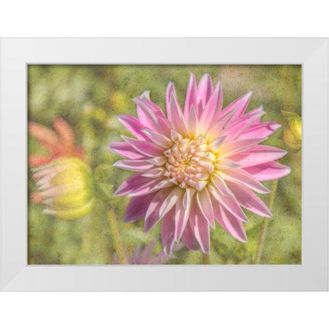 Garden Dahlias White Modern Wood Framed Art Print by Johnson, George