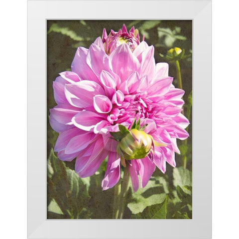 Garden Dahlias VI White Modern Wood Framed Art Print by Johnson, George