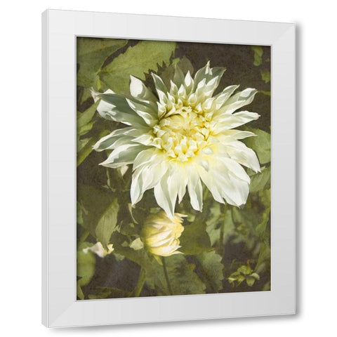 Garden Dahlias VII White Modern Wood Framed Art Print by Johnson, George