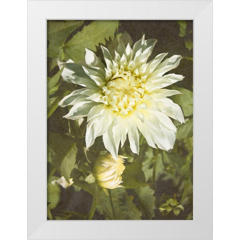 Garden Dahlias VII White Modern Wood Framed Art Print by Johnson, George