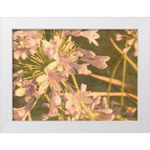 Sunset Flower White Modern Wood Framed Art Print by Johnson, George
