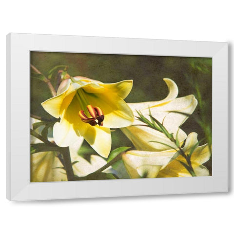 Garden Lilies White Modern Wood Framed Art Print by Johnson, George