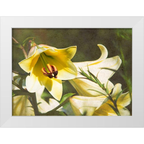 Garden Lilies White Modern Wood Framed Art Print by Johnson, George