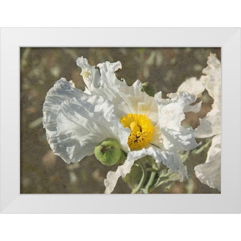 Garden Poppies White Modern Wood Framed Art Print by Johnson, George