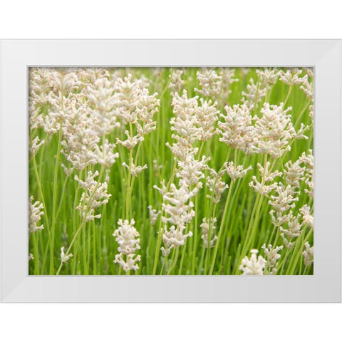 White on Green Field White Modern Wood Framed Art Print by Johnson, George