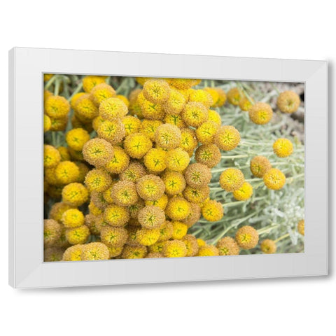 Yellow Puff Balls White Modern Wood Framed Art Print by Johnson, George