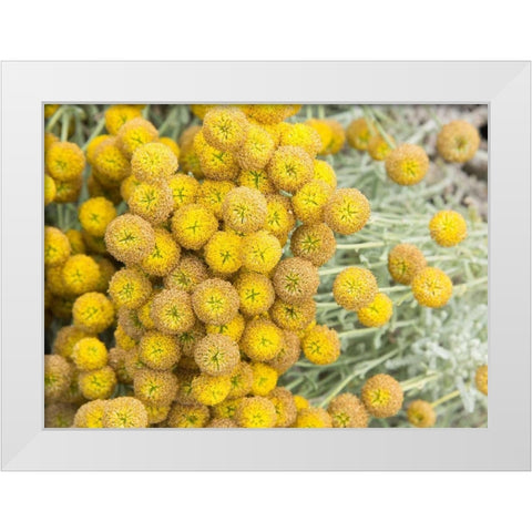 Yellow Puff Balls White Modern Wood Framed Art Print by Johnson, George