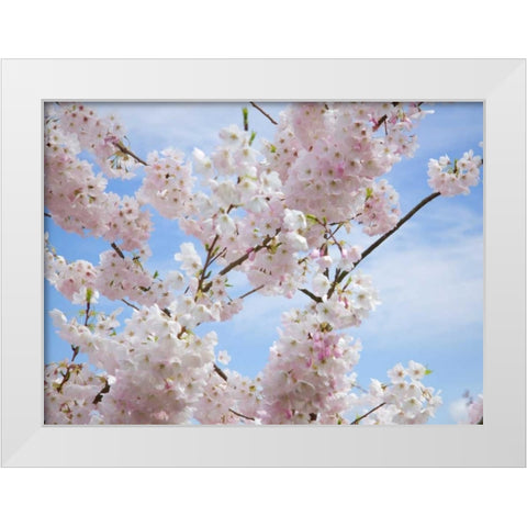 Spring Blossoms White Modern Wood Framed Art Print by Johnson, George
