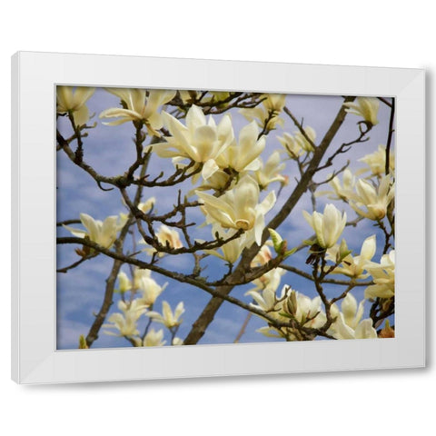 Tulip Treer White Modern Wood Framed Art Print by Johnson, George