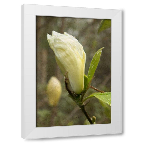 White Tulip Tree I White Modern Wood Framed Art Print by Johnson, George