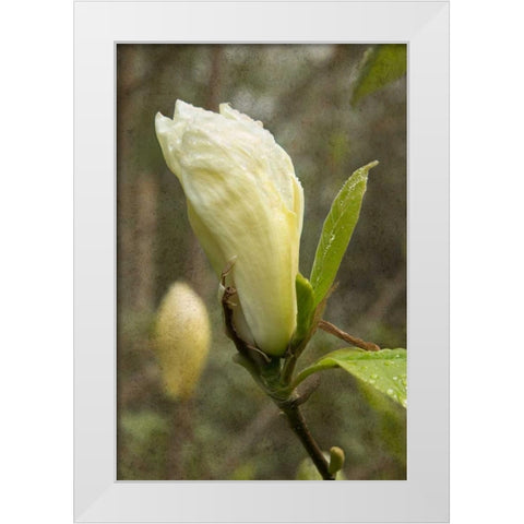 White Tulip Tree I White Modern Wood Framed Art Print by Johnson, George
