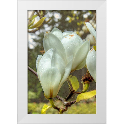 White Tulip Tree II White Modern Wood Framed Art Print by Johnson, George