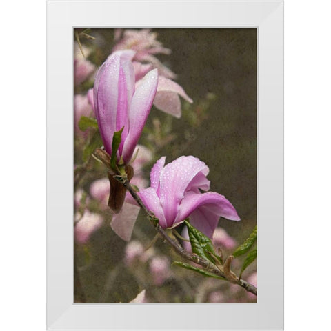 Pink Tulip Tree I White Modern Wood Framed Art Print by Johnson, George