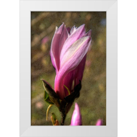 Pink Tulip Tree II White Modern Wood Framed Art Print by Johnson, George