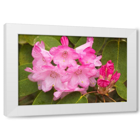 Rhododendron I White Modern Wood Framed Art Print by Johnson, George