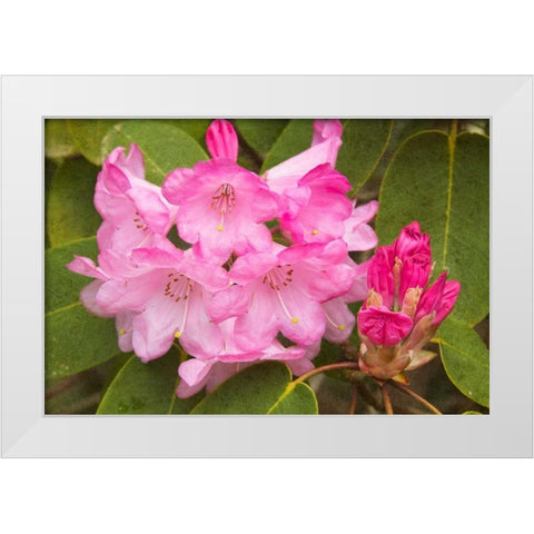 Rhododendron I White Modern Wood Framed Art Print by Johnson, George