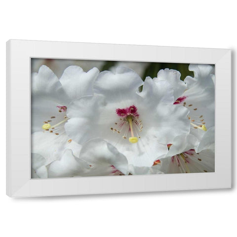White Rhododendron White Modern Wood Framed Art Print by Johnson, George