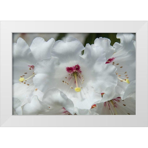 White Rhododendron White Modern Wood Framed Art Print by Johnson, George