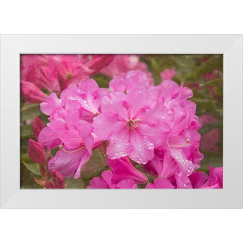 Pink Rhododendron White Modern Wood Framed Art Print by Johnson, George