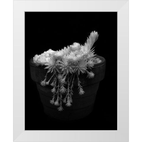 Potted Succulent White Modern Wood Framed Art Print by Johnson, George