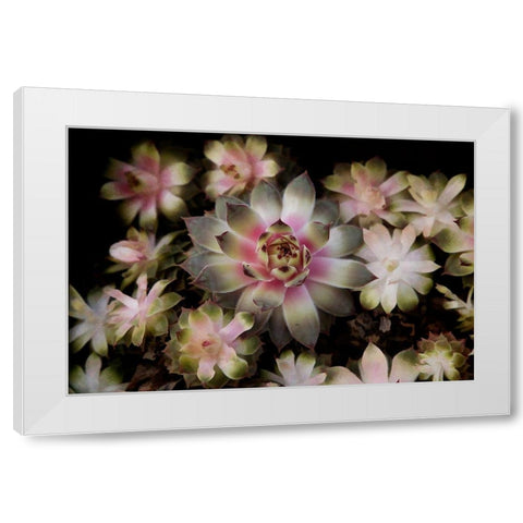 Small Succulents White Modern Wood Framed Art Print by Johnson, George