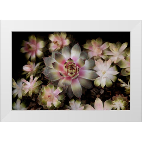Small Succulents White Modern Wood Framed Art Print by Johnson, George